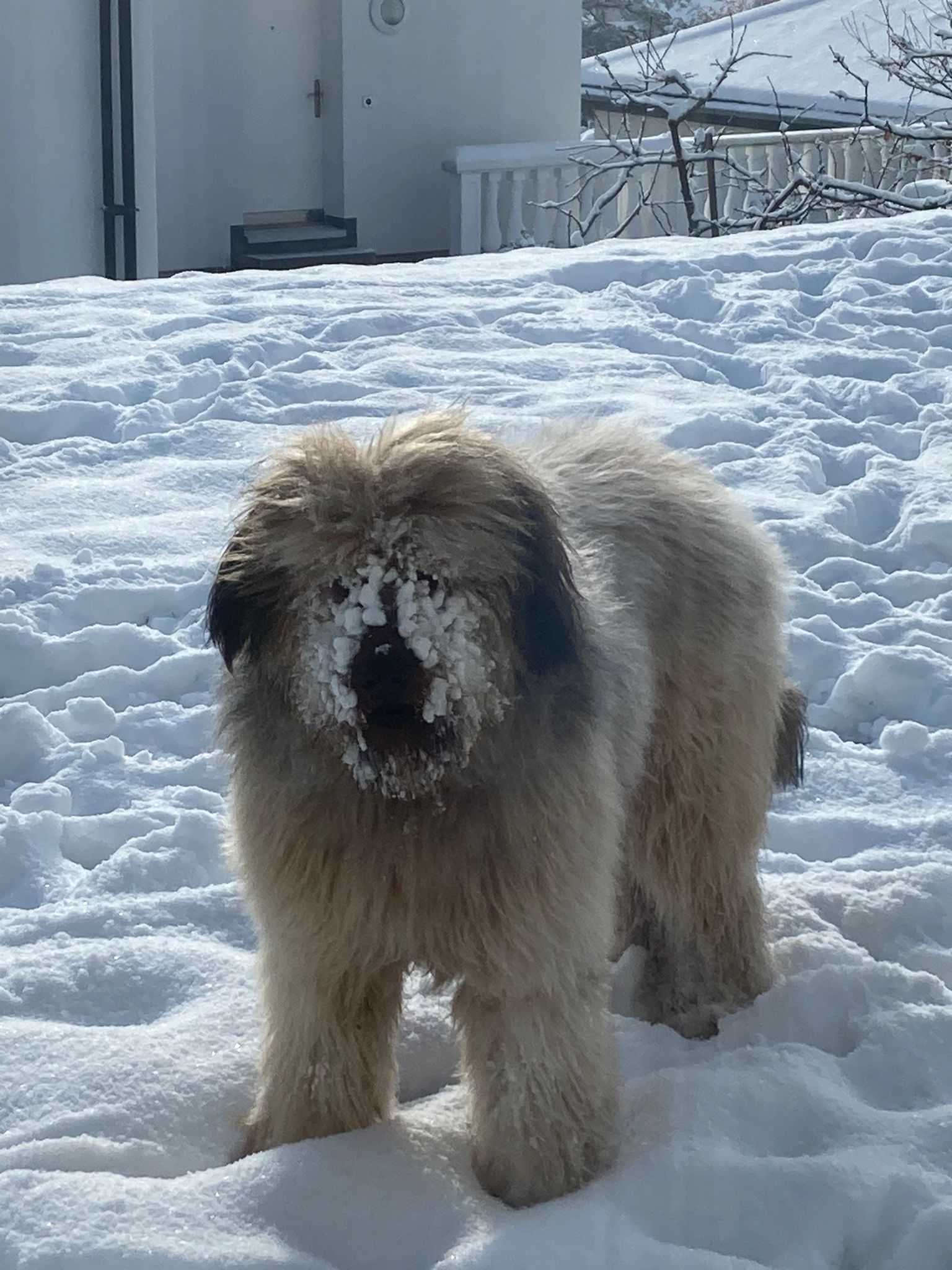 Wäller von der Straubenhalde